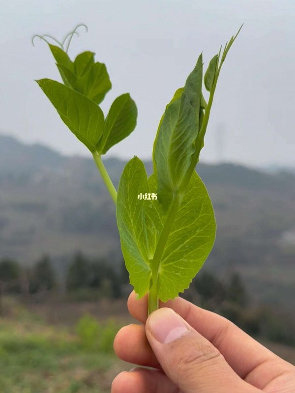 豌豆尖怎么掐