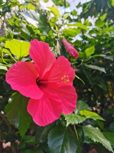 朱瑾花的寓意是什么 朱瑾花的象征意义是什么？