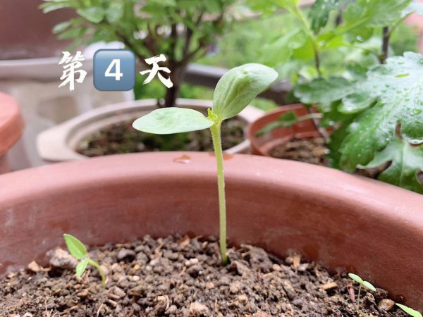 西瓜籽怎么发芽快