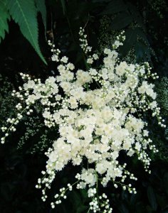 珍珠梅花语 珍珠梅花之魅
