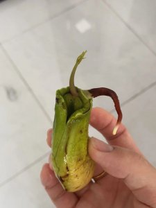 芒果种子哪头是根 芒果种子的根在哪头？
