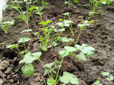 香菜能割几茬 香菜能被砍多次