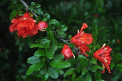 石榴花的寓意是什么 石榴花象征着什么？