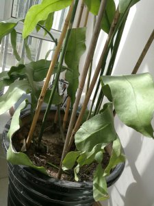昙花怎么剪枝 昙花的修剪技巧