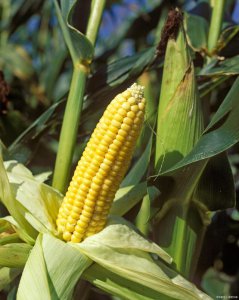 玉米是热带作物吗 玉米是否属于热带植物？