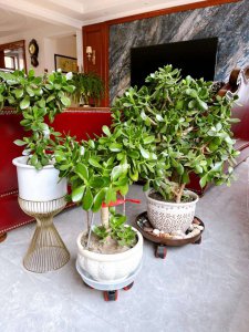 八宝树怎么剪枝 如何正确修剪八宝树、八宝树修剪技巧