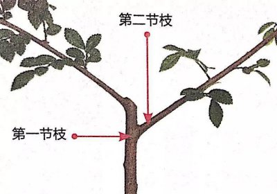 鹅掌藤怎么剪枝 如何正确修剪鹅掌藤

鹅掌藤的剪枝技巧