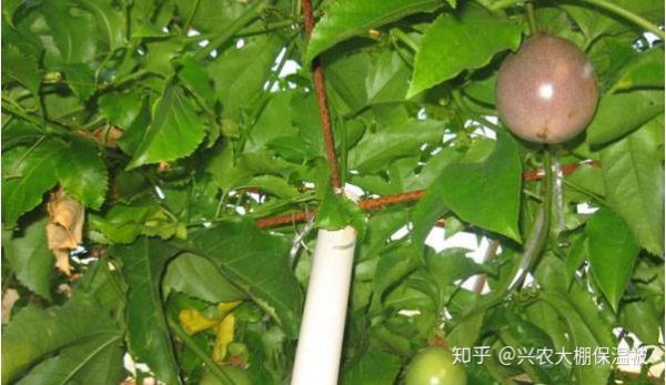 百香果怎么剪枝
