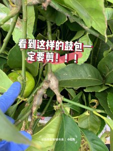 柠檬怎么剪枝 如何正确修剪柠檬树？