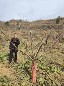 核桃怎么剪枝 核桃如何进行修剪

核桃树的修剪技巧