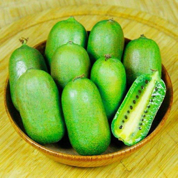 圆枣子几年结果实