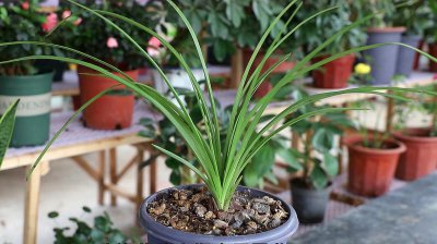 建兰换盆时间和方法 兰花更换盆土的时间和步骤