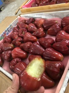 黑金刚莲雾几年结果实 黑金刚莲雾多年成果显著