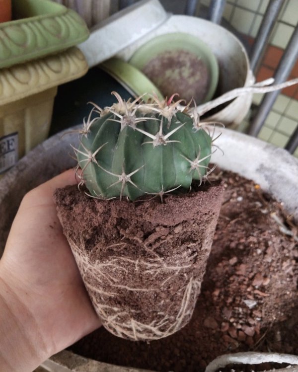 仙人球换盆时间和方法