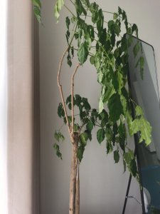 幸福树怎么剪枝 幸福树如何修剪
修剪幸福树的正确方法