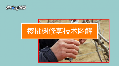 大樱桃树怎么剪枝 如何对大樱桃树进行修剪