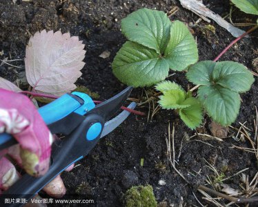 草莓怎么剪枝 草莓树修剪技巧
修剪草莓树的正确方法