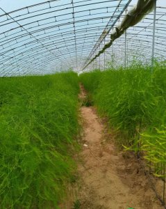 种植芦笋赚钱吗 种植芦笋是否有盈利空间？