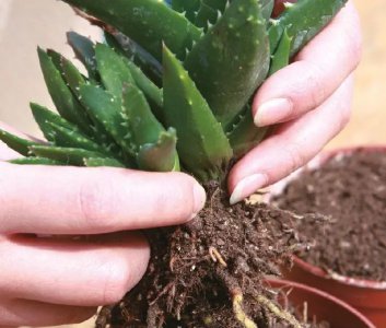芦荟换盆时间和方法 芦荟更换盆子的时机和步骤