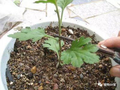 菊花换盆时间和方法 菊花更换盆的时间和步骤