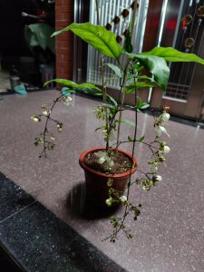 茉莉换盆时间和方法 茉莉花更换盆土的时间和步骤