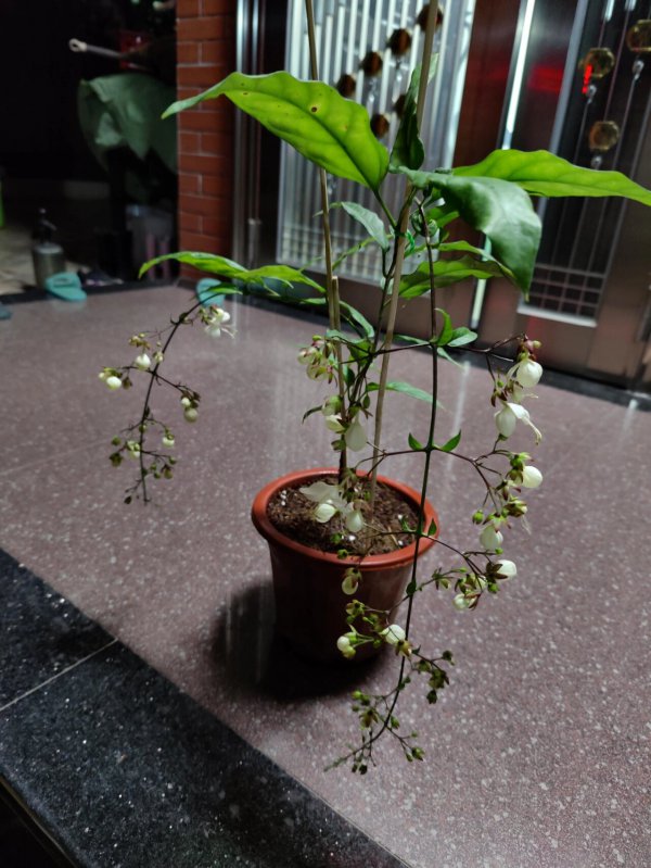 茉莉换盆时间和方法