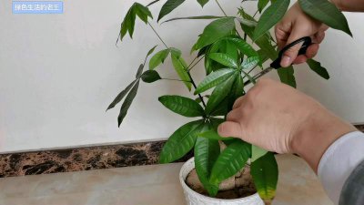 招财树怎么剪枝 如何修剪招财树？