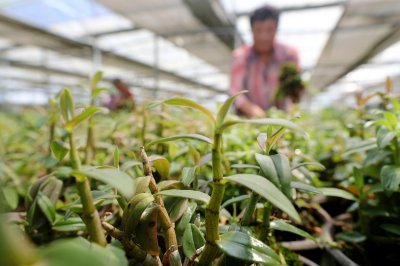 种植铁皮石斛赚钱吗 铁皮石斛种植是否具赚钱潜力？