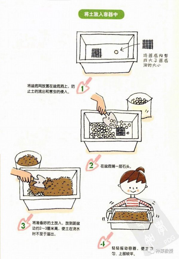 白菜种子怎么种植方法
