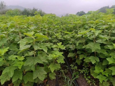 种植黑豆赚钱吗 种植黑豆可盈利吗？