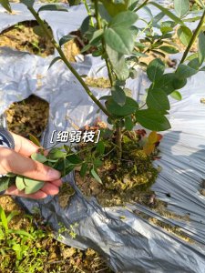 蓝莓怎么剪枝 如何正确修剪蓝莓树