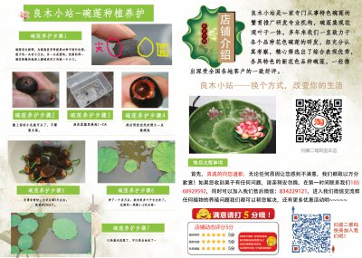 碗莲种子怎么种植方法 种植碗莲种子的方法
种植碗莲的步骤