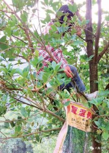 种植八角赚钱吗 八角种植是否具有盈利性？
