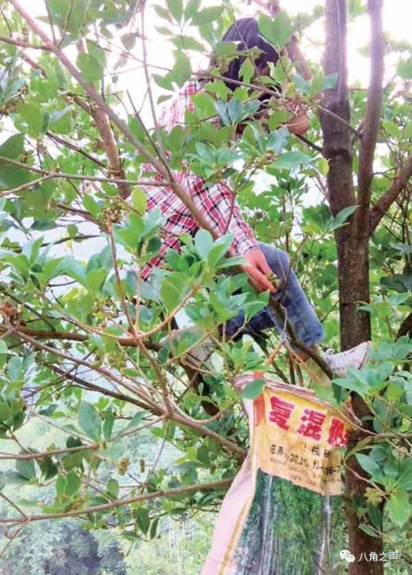 种植八角赚钱吗