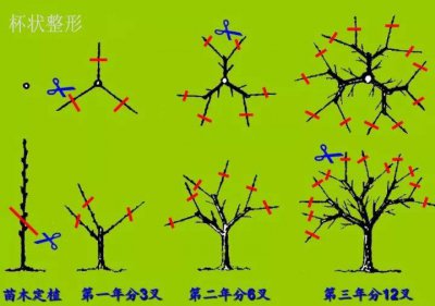 沙果树怎么剪枝 如何剪枝沙果树
修剪沙果树的正确方法