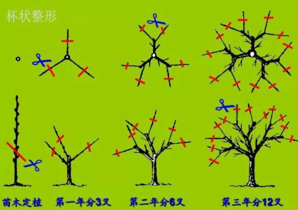 沙果树怎么剪枝
