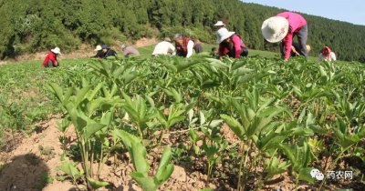 种植中药赚钱吗 中药种植是否有盈利空间？