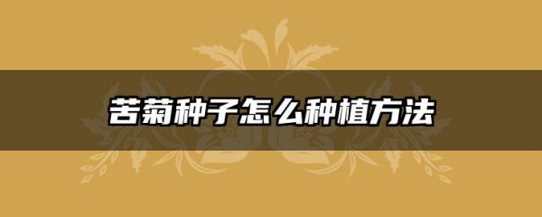 苦菊种子怎么种植方法