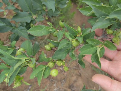 种植连翘赚钱吗 种植连翘是否能带来经济收益？