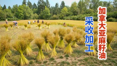 种植亚麻赚钱吗 种植亚麻是否可以盈利？