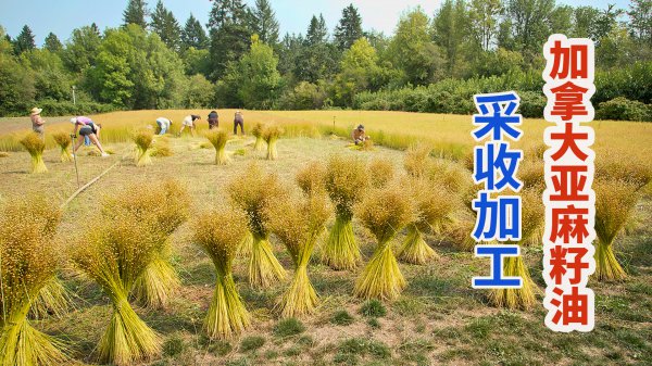 种植亚麻赚钱吗