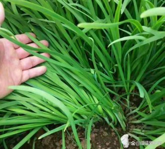 韭菜种子怎么种植方法 种植韭菜种子的步骤