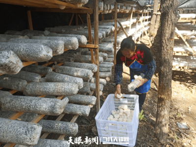 种植猴头菇赚钱吗 种植猴头菇是否有盈利空间？