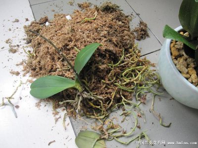 兰花种子怎么种植方法 兰花种子的种植步骤