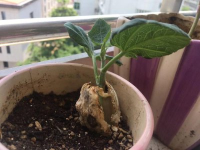 佛手种子怎么种植方法 种植佛手种子的方法
栽种佛手种子的步骤