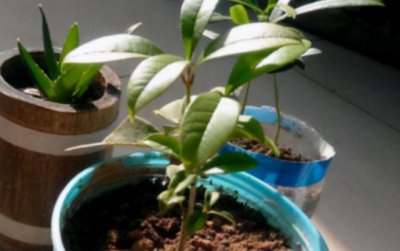 桂花种子怎么种植方法 如何种植桂花种子
种植桂花的方法