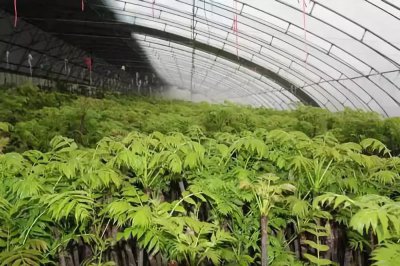 种植香椿赚钱吗 种植香椿能否盈利？