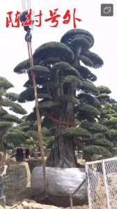 种植罗汉松赚钱吗 种植罗汉松是否能带来收益？