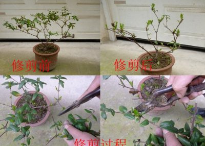 长寿花怎么剪枝 如何正确修剪长寿花
长寿花修剪技巧