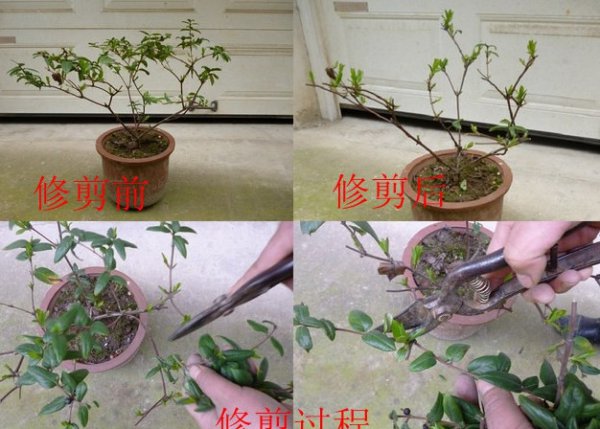 长寿花怎么剪枝
